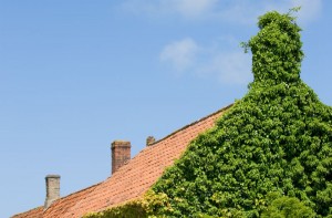 chimney-ivy-service-image-suffolk-county-ny-chief-chimney-services